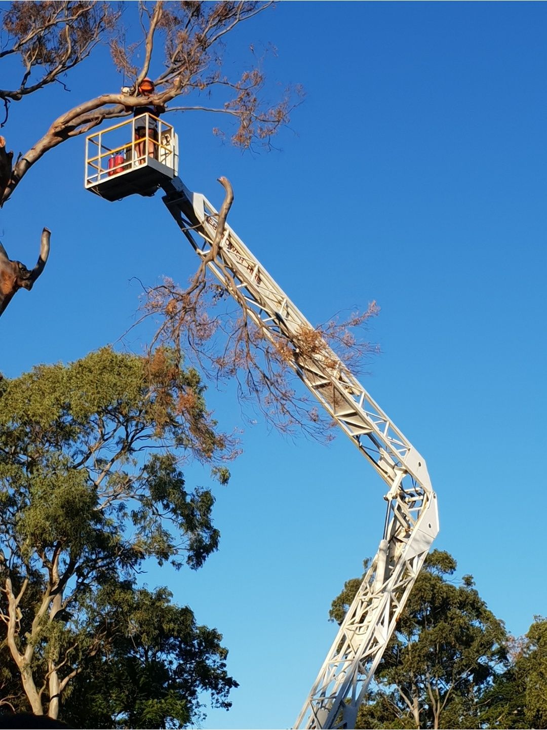 Crew member in an elevated work platform basket cutting limbs against a blue sky