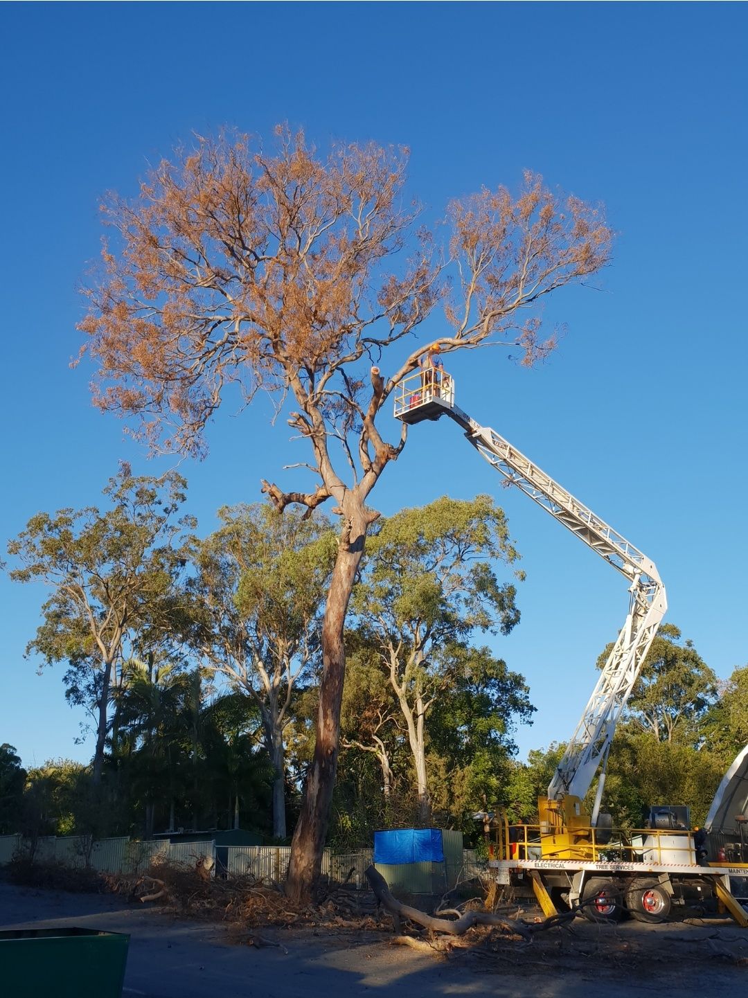 Dying gum tree with orange leaves and an elevated work platform set up beside it