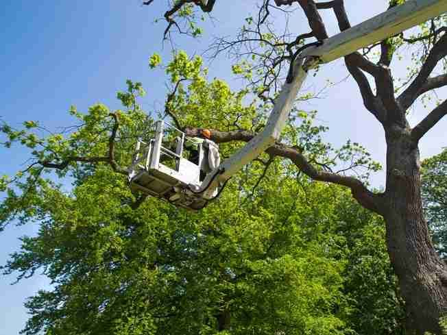 Elevated work platform basket reaching into a leafy tree