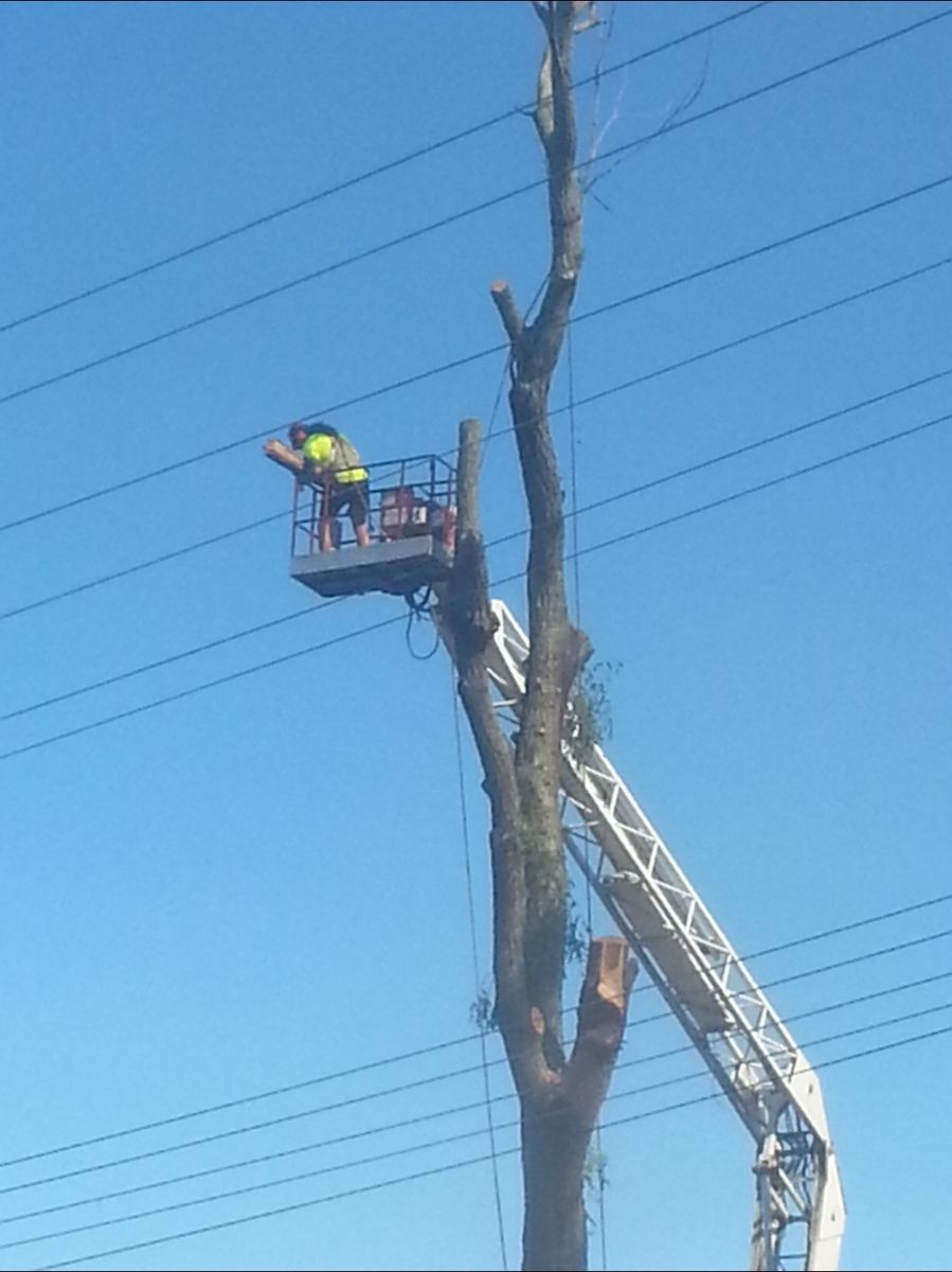 Crew member in an elevated work platform beside a tall bare trunk with power lines across the sky