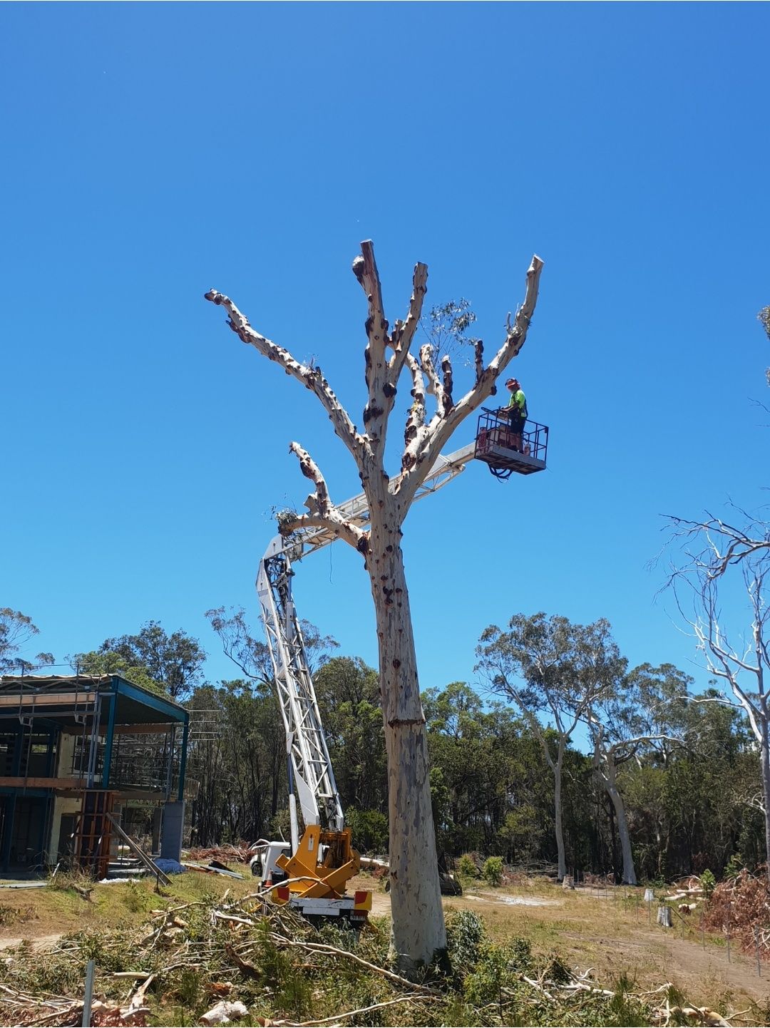 Tall gum with its branches removed and a crew member in an elevated work platform beside it