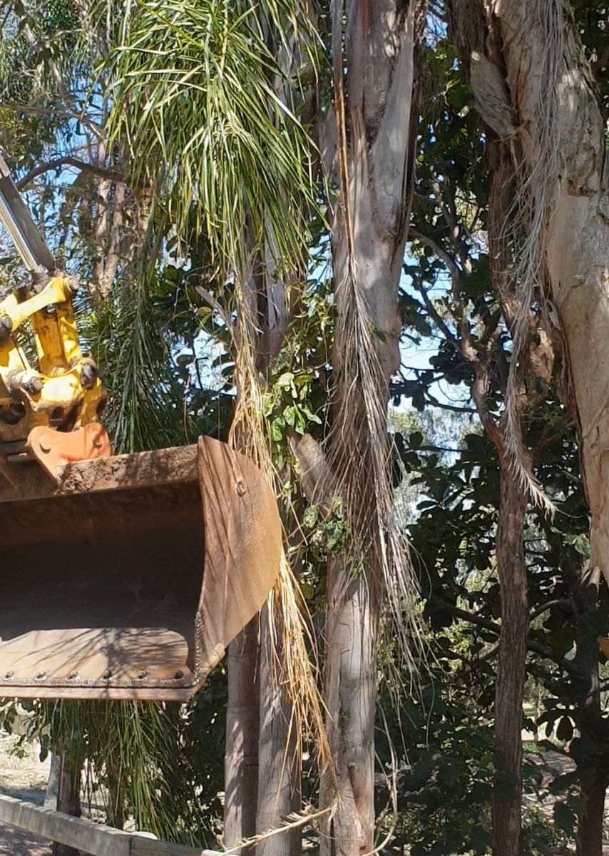Excavator bucket reaching in beside palms and gum trunks