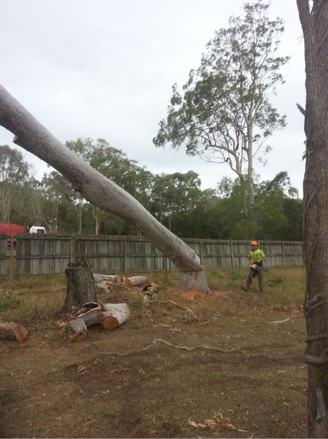 Felled gum trunk coming down on a cleared, fenced block, with a cut stump and sawn rounds on the ground and a crew member holding a chainsaw