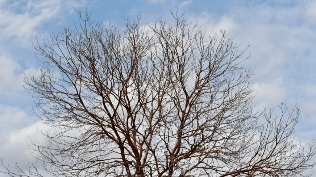 Diseased Tree