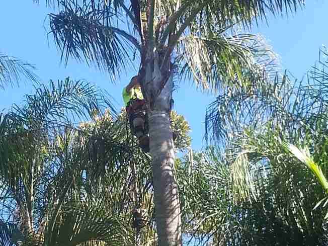 Crew member in hi-vis climbing the trunk of a tall palm against a blue sky