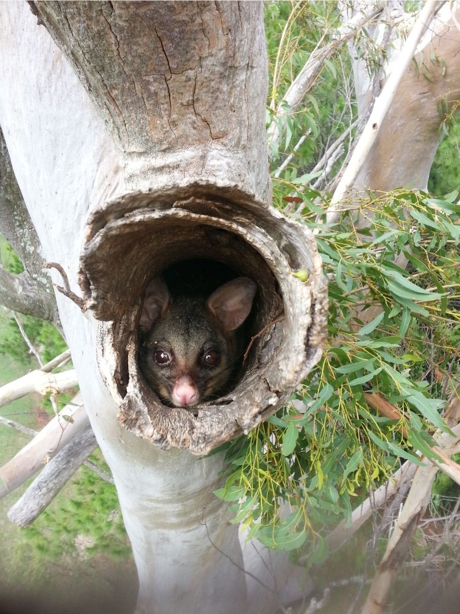 Brushtail possum peeking out of a tree hollow
