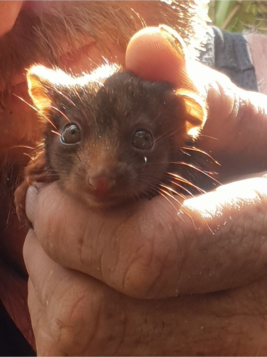 Young possum held gently in a hand