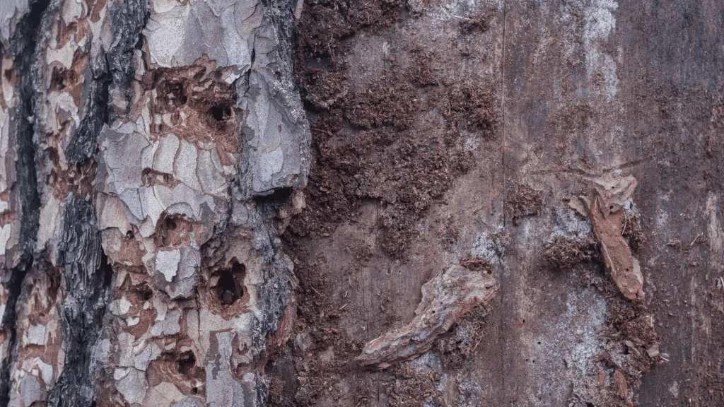 Reasons For Tree Removal - Infestation